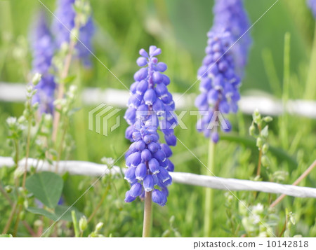 Muscari Muscari 10142818