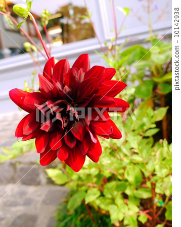 大麗花 大麗花 10142938