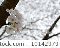 Cherry Blossoms	 10142979