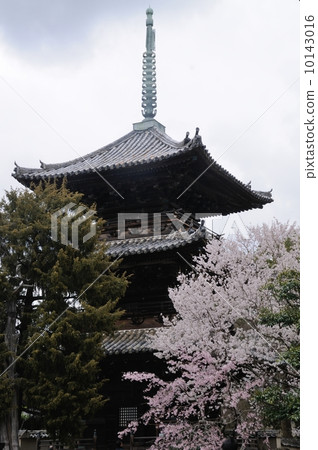 Cherry blossoms on the three-storied pagoda of Dojoji Temple Cherry blossoms on the three-storied pagoda of Dojoji Temple 10143016