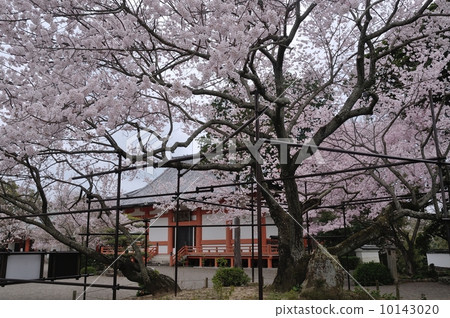 道場寺大法傳和櫻花 10143020