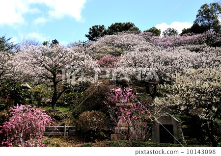 Nakayamadera Bairin Nakayamadera Bairin 10143098