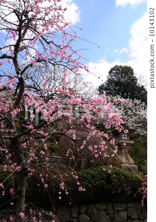 Nakayamadera Bairin 10143102