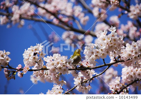 Mejiro and cherry blossoms Mejiro and cherry blossoms 10143499