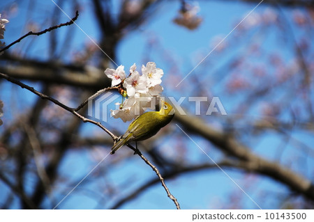 Mejiro and cherry blossoms Mejiro and cherry blossoms 10143500