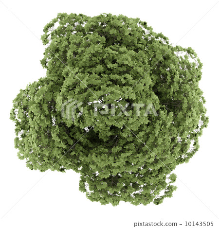 top view of common maple tree isolated on white background 10143505