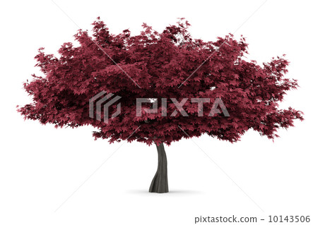 red maple tree isolated on white background 10143506