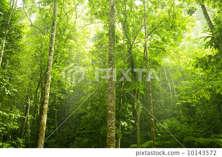 Green forest. 10143572