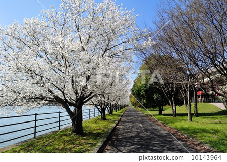 Cherry blossoms at Hamaji Park 10143964