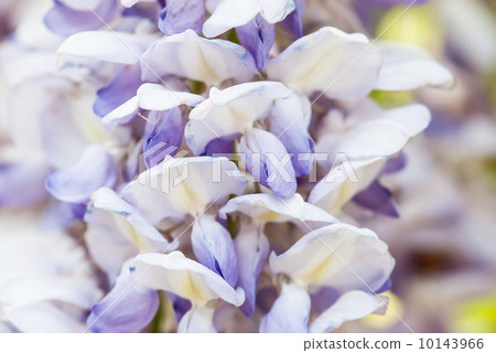 Japanese Wisteria (Wisteria floribunda) 10143966
