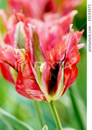 Beautiful parrot tulip 10143973