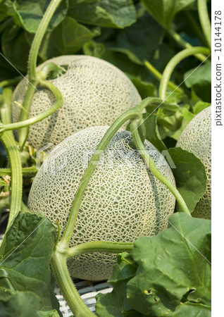 面膜甜瓜 10144178