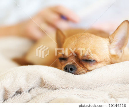 Sleeping red chihuahua dog on beige background. Sleeping red chihuahua dog on beige background. 10144218