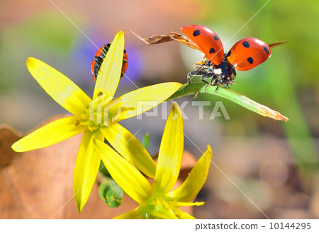 Ladybugs on spring  flowers 10144295