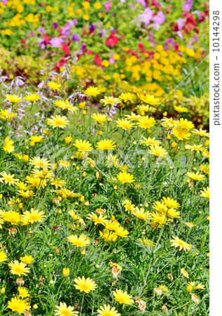 spring flowers 10144298