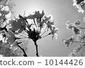 櫻花 櫻 賞櫻 10144426