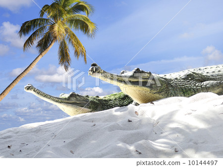 Indian Gharial Crocodiles Indian Gharial Crocodiles 10144497