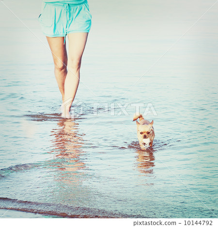 Woman legs and chihuahua dog in sea water. 10144792