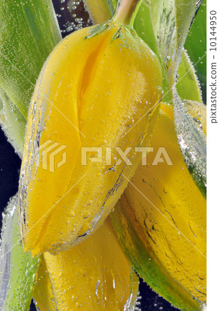 yellow tulips 10144950