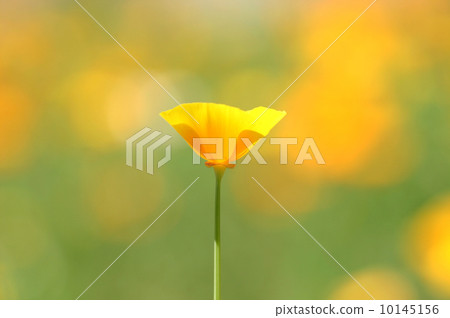 加州罌粟 加州罌粟 10145156