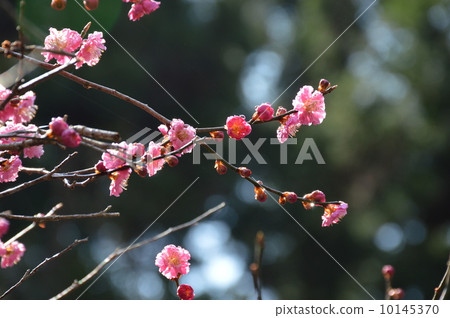 梅 梅 10145370
