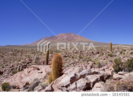 在安第斯山脈的秋天，一個仙人掌聚集在海拔3500米附近 10145581