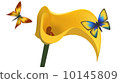 butterfly and flower 10145809