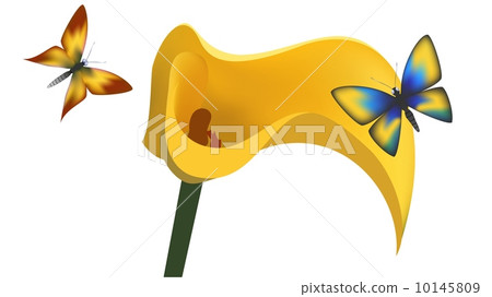 butterfly and flower butterfly and flower 10145809