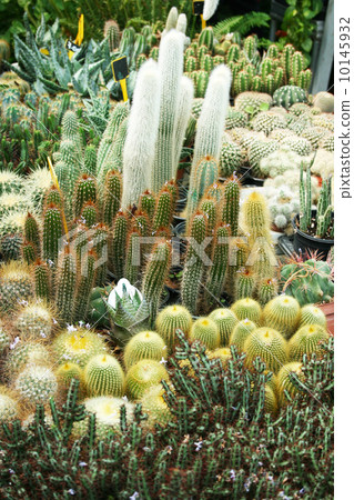Plantation house Plantation house 10145932