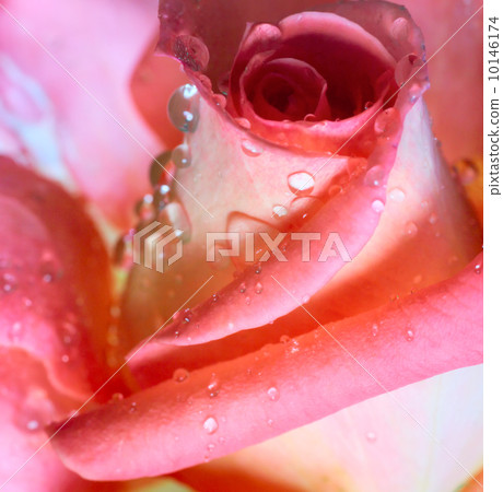 Rose flower Rose flower 10146174