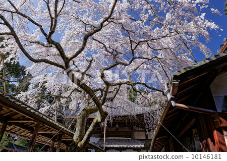 Tairaji Tempaira cherry tree 10146181