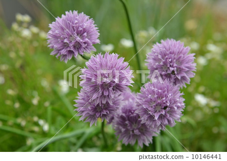 Gilia Gilia 10146441