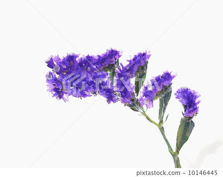 Statis flowers 10146445