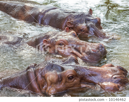 group of Hippopotamus 10146462