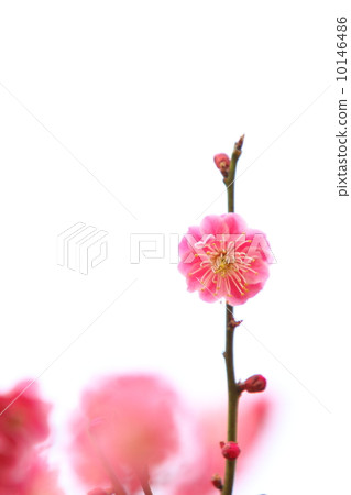 Double red flower red plum 10146486