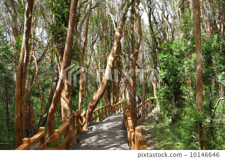 Los Arrayanes National Park Los Arrayanes National Park 10146646