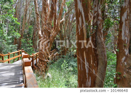 Los Arrayanes National Park. Bariloche. Argentina. 10146648