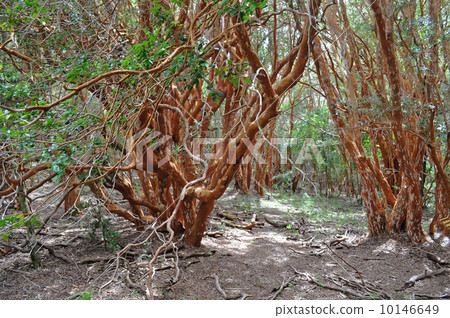 Los Arrayanes National Park. San Carlos de Bariloche. Los Arrayanes National Park. San Carlos de Bariloche. 10146649