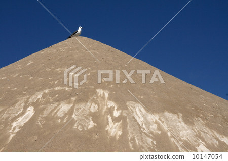 Seagull of a sandy mountain Seagull of a sandy mountain 10147054