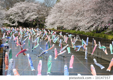    Carp streamer 10147357