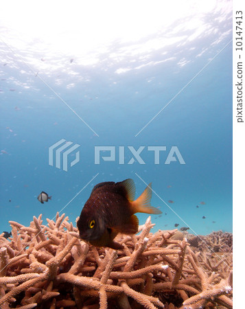 Ruri Hoshidari 10147413