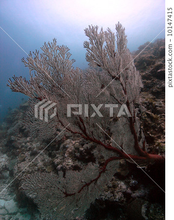 海上風機 10147415