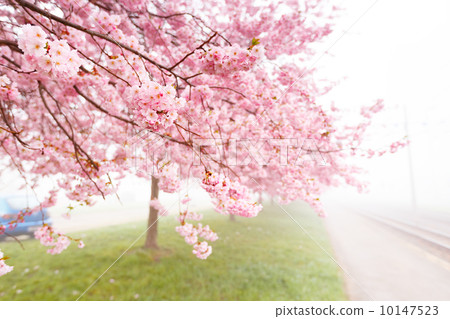 flowering cherry, sakura trees 10147523