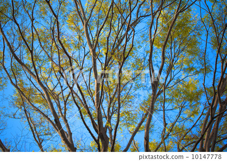 Fresh green and blue sky Fresh green and blue sky 10147778
