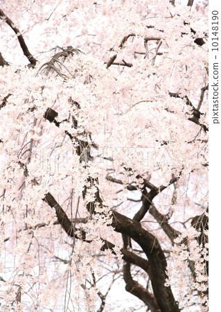 March March Saitama Kawagoe Nakazato's branched cherry blossoms March March Saitama Kawagoe Nakazato's branched cherry blossoms 10148190