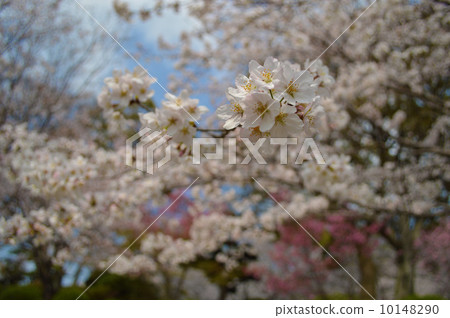 Cherry Blossoms Cherry Blossoms 10148290