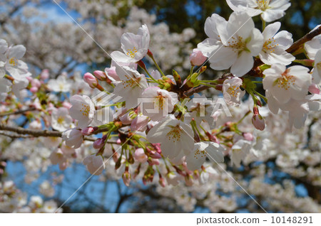 Cherry Blossoms Cherry Blossoms 10148291