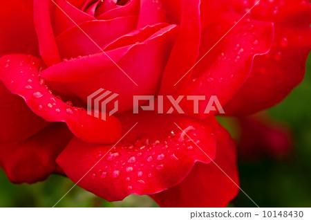 Red rose Red rose 10148430