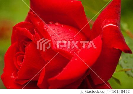 Red rose Red rose 10148432