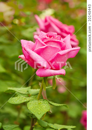 Pink rose 10148443
